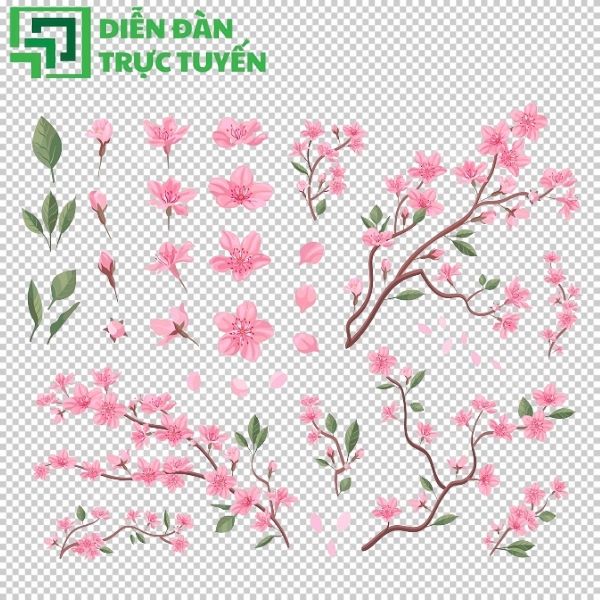 Vector hoa đào chất lượng, màu sắc rõ ràng