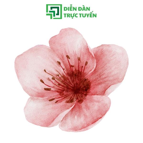 Mẫu Hoa Đào Vector Màu Nước