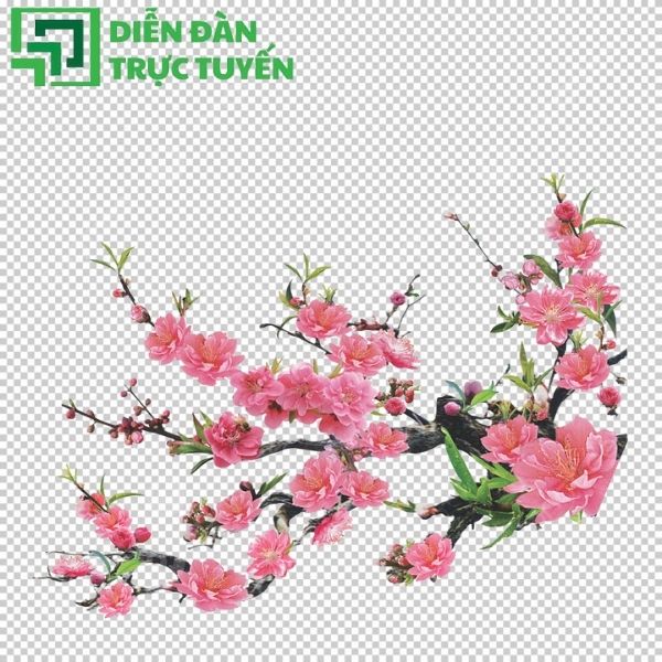 Hình hoa đào vector nền trong suốt