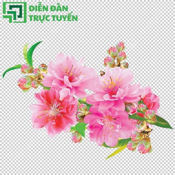 Cành đào vector thiết kế tối giản đẹp mắt