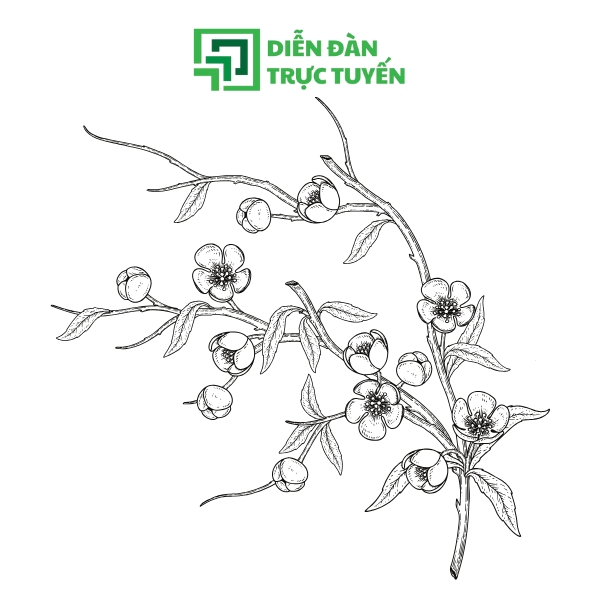 Mẫu Vector Cành Hoa Đào Vector Trắng Đen