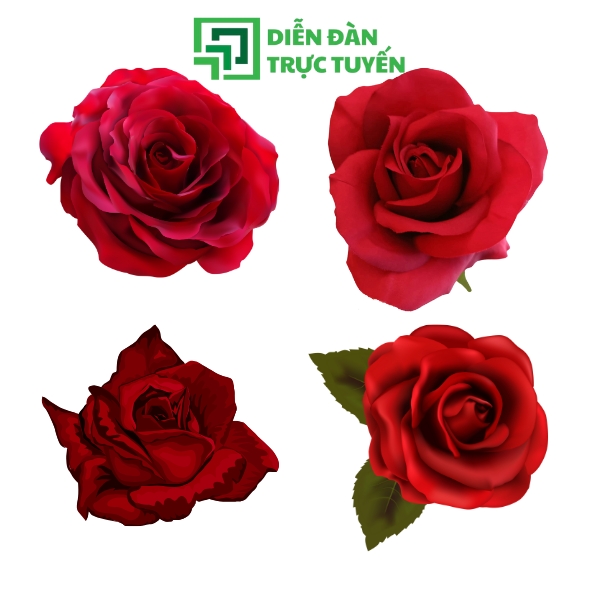 Mẫu Vector Bông Hoa Hồng Đỏ