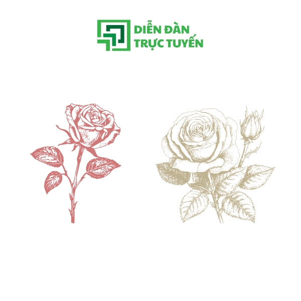 Mẫu Hoa Hồng Vector Phong Cách Cổ Điển
