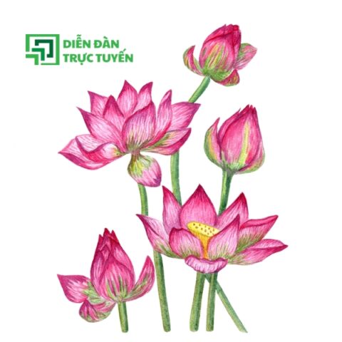 Mẫu Vector Hoa Sen Nỡ Rộ