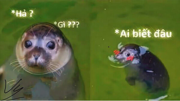 Ảnh Meme Hài Hước Cực Độc Lạ