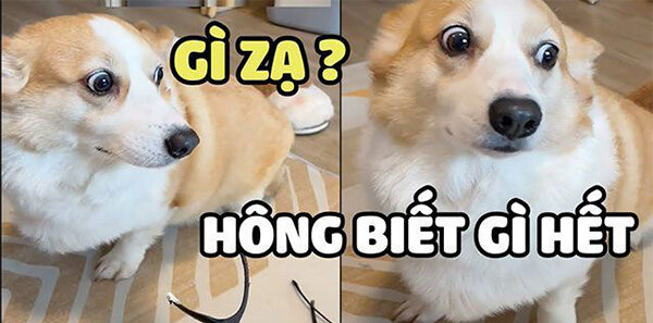 Ảnh Meme Hài Hước Cực Chất Cho MXH