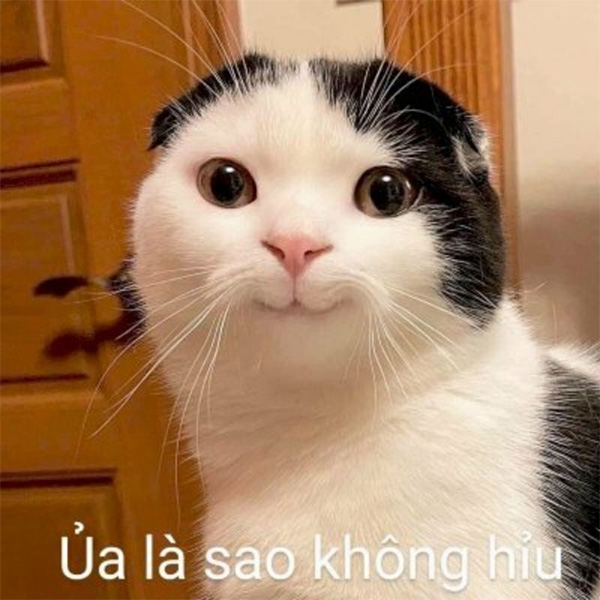 Ảnh Meme Hài Hước Cười Xỉu