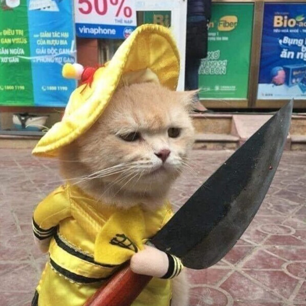 Meme Mèo Cầm Dao Gây Sốt Cộng Đồng Mạng
