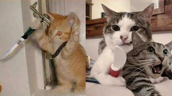 Meme Mèo Cầm Dao Đầy Biểu Cảm – Đáng Yêu Mà Đáng Sợ