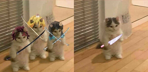 Ảnh Meme Mèo Cầm Dao Độc Đáo – Không Thể Nhịn Cười