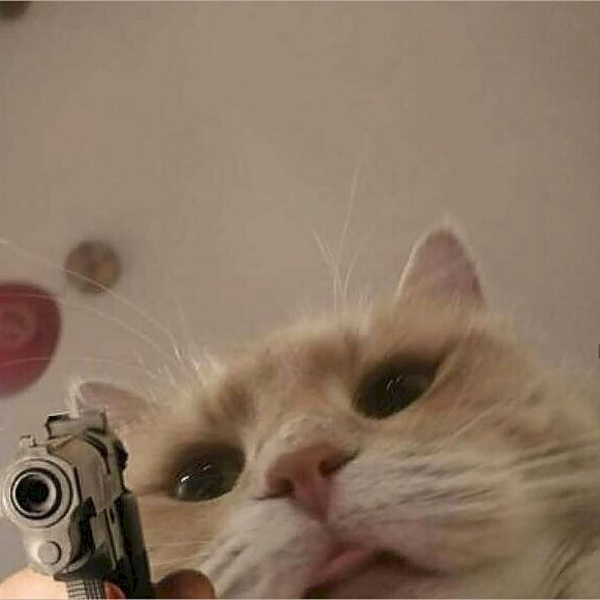 Meme Mèo Cầm Súng Và Câu Nói Đầy "Sát Khí"