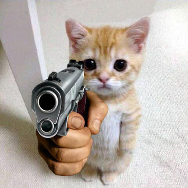 Meme Mèo Cầm Súng Được Yêu Thích Nhất Hiện Nay