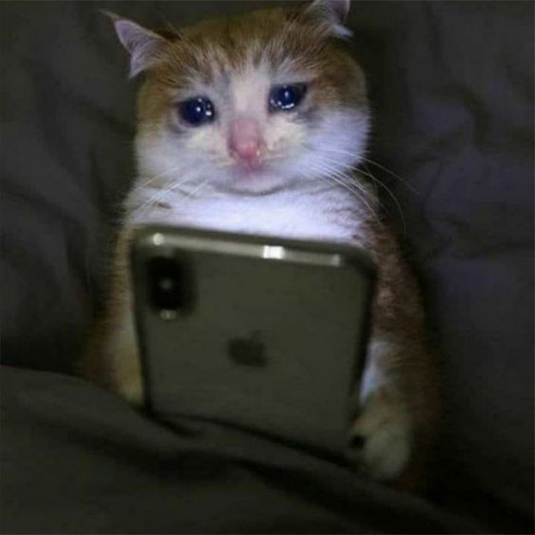 Mèo Khóc Với Mắt Đẫm Lệ – Meme Để Đời 