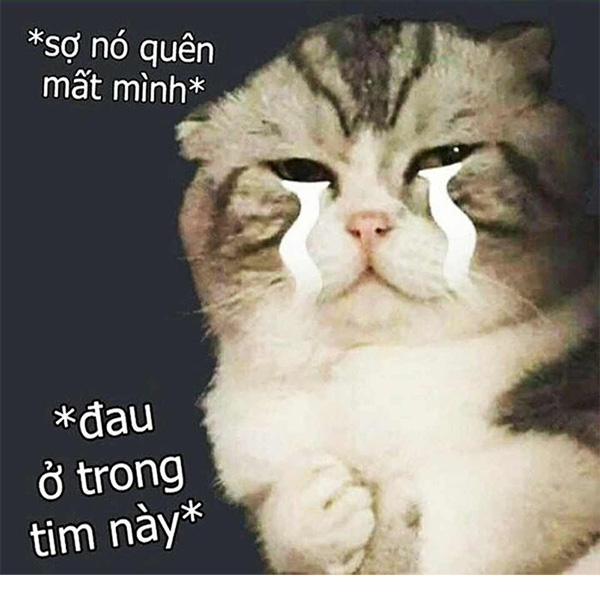 Những Meme Mèo Khóc Được Chia Sẻ Rần Rần 