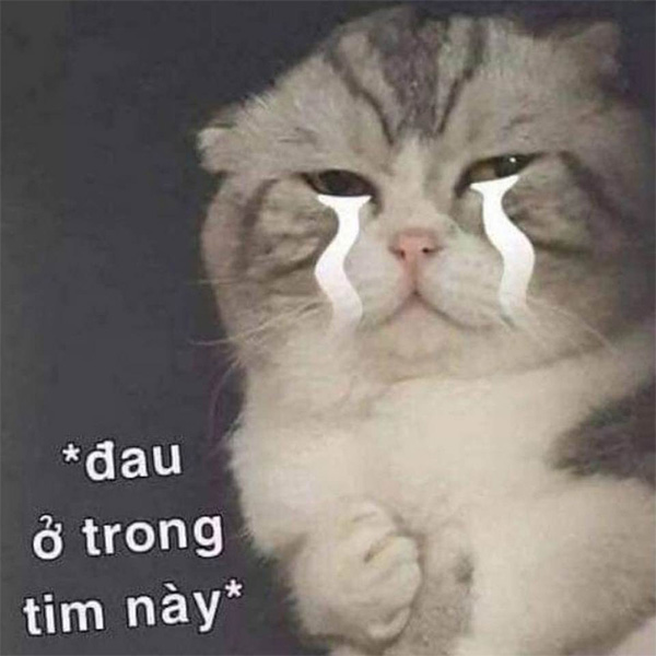 Top Meme Mèo Khóc Viral Nhất Hiện Nay 