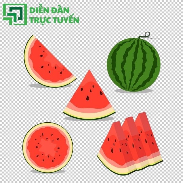 Dưa hấu vector mùa hè nhiệt đới