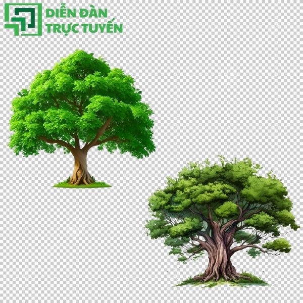 Tải về ngay hình ảnh cây đa để làm đẹp cho bài thuyết trình