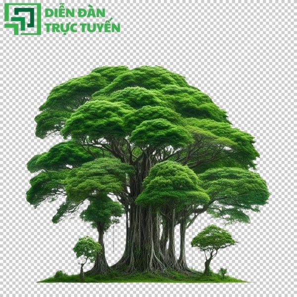 Mang hơi thở làng quê vào thiết kế với hình ảnh cây đa vector ấn tượng