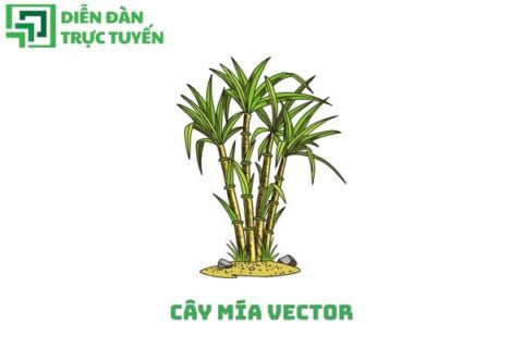Cây mía vector