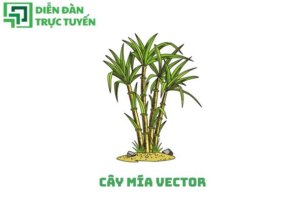 Cây mía vector