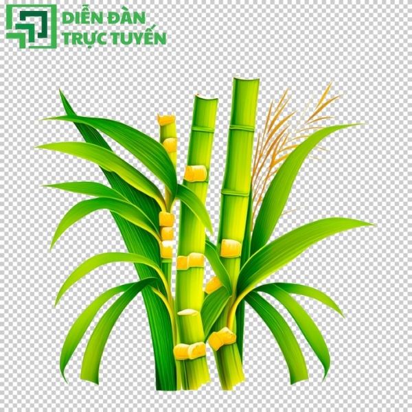 Cây mía vector sắc nét – tải ngay cho dự án của bạn