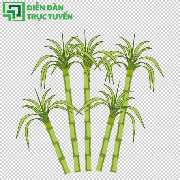 Thiết kế nổi bật hơn với bộ cây mía vector chất lượng cao