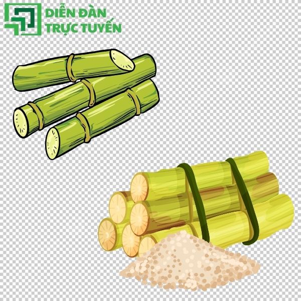 Thiết kế nhanh hơn với file cây mía vector tải miễn phí