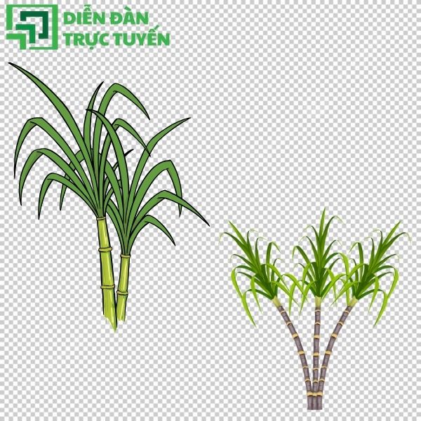 Tải ngay cây mía vector sắc nét cho bài thiết kế của bạn.