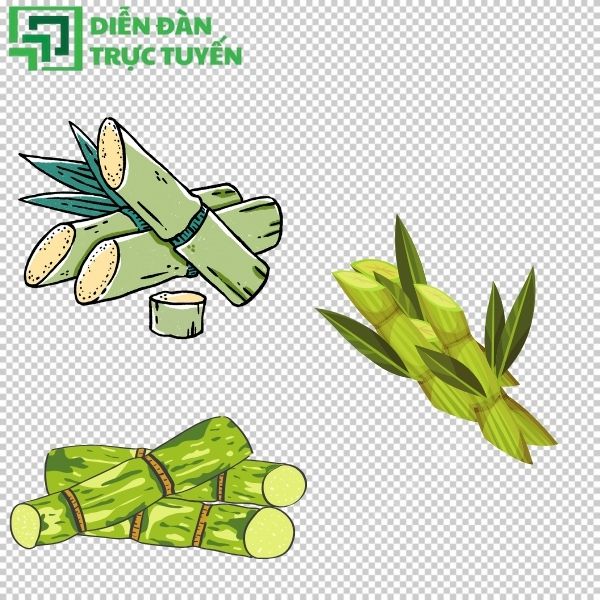 File vector cây mía linh hoạt cho mọi mục đích thiết kế