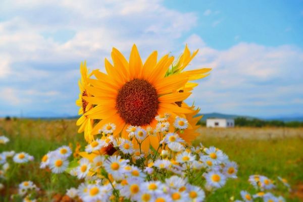 Hoa hướng dương vector nền nghệ thuật, phù hợp mọi concept