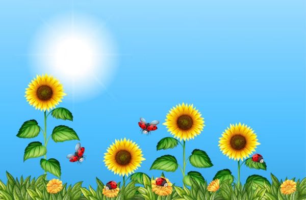 Tải ngay background hoa hướng dương vector chất lượng cao, dễ chỉnh sửa