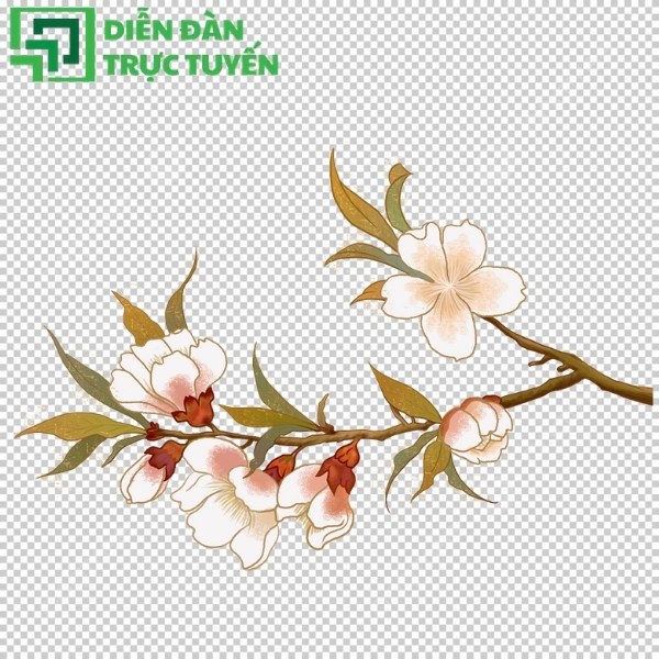 Hoa ban trắng vector