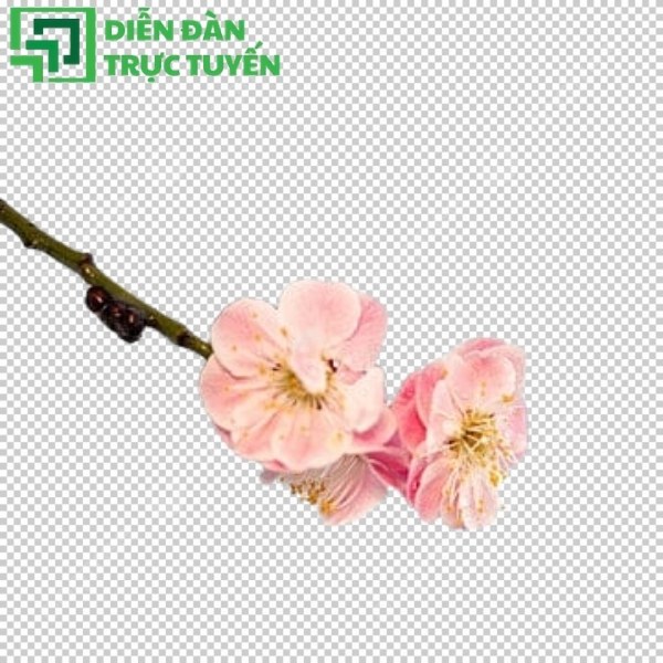 Tải miễn phí vector hoa ban mùa xuân