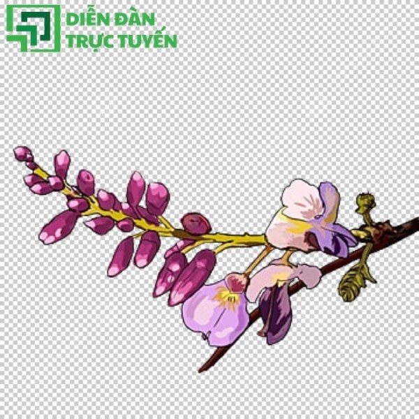 Mẫu hoa ban vector đẹp